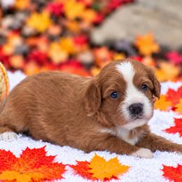 Rylynn - Red female Cavapoo puppy in Narvon, Pennsylvania from Stoltzfus Family Puppies (license number 18844)