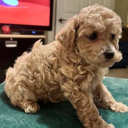 Eddie - Cream male Poodle puppy in Bedford, Texas from S.H.A.R.P.’s Toy Poodles