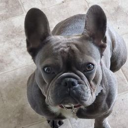 French Bulldog All Grown Up from Blue Cedar Kennels