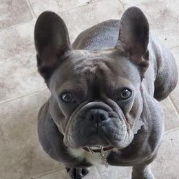 French Bulldog All Grown Up from Blue Cedar Kennels
