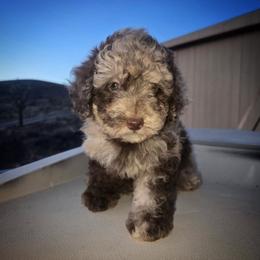 Mr. Rocky - Brown merle male Aussiedoodle puppy in Dolan Springs, Arizona from High Desert Companions