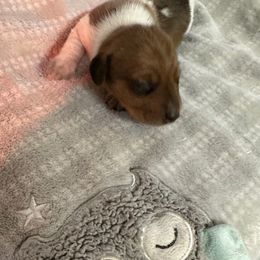 Boy 1 - Piebald male Dachshund puppy in Salkum, Washington from Stonevalley Dachshunds