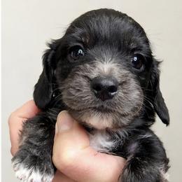 Lilac - Black female Dachshund puppy in Clever, Missouri from Autumn Breeze Dachshunds