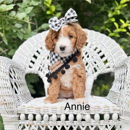 Purple Female - Red  female Goldendoodle puppy in Springville, Utah from JW Doodles