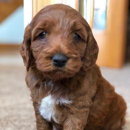Cockapoo Puppies from Maple’s Cockapoo Puppies
