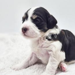 Payday Chocolate tri - Tri-color female Bernedoodle puppy in Salem, Missouri from Meadowbrook Poodles