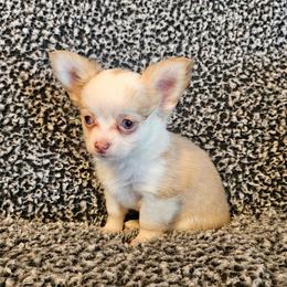 Boy 2 - male Chihuahua puppy in Newport, Maine from Pinewood Acres Chihuahuas