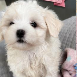 Maltese puppies from Maltese  puppies DFW