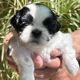 Stella - Sable and white female Shih Tzu puppy in Victorville, California from Precioustzus
