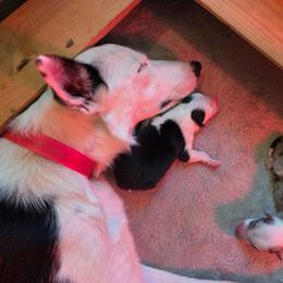 Rolly Polly - Black and white male Border Collie puppy in Ripley, Oklahoma from Adventure5 Border Collies