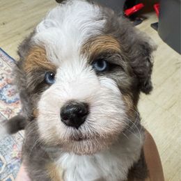 Sully - Blue merle male Bernedoodle puppy in Alpharetta, Georgia from Doodles of Buckhead