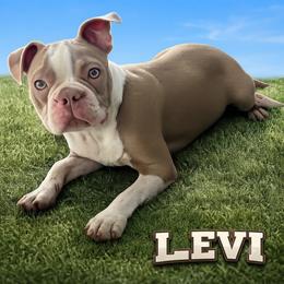 Levi - Boston Terrier
