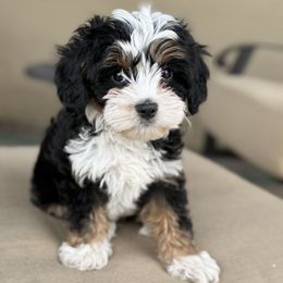 Cavapoo Puppies from AZ Cavapoos
