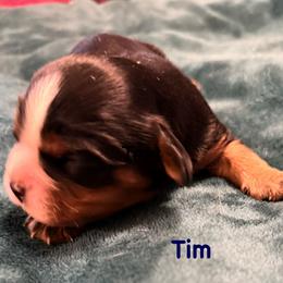 Tim - Black and tan male Cavalier King Charles Spaniel puppy in Lawton, Oklahoma from Wild Wishes Cavaliers