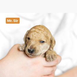 Poodle Puppies from Pawsable Prospects