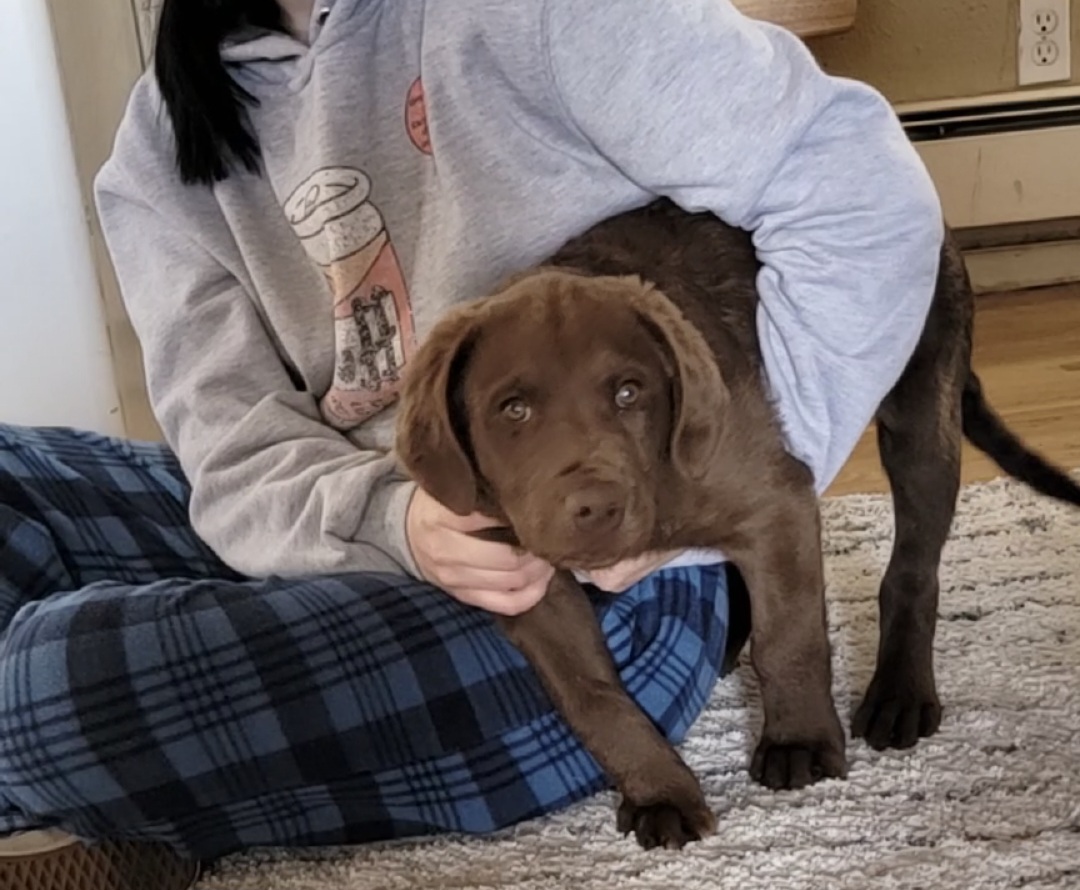 Fluke - Dark brown Chesapeake Bay Retriever puppy in Franktown, Colorado from Dovecreek Chesapeake Bay retrievers