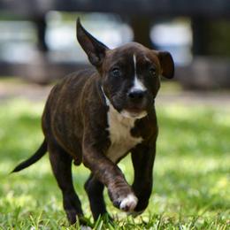 Dum Dum - Brown brindle male American Staffordshire Terrier puppy in St. Augustine, Florida from LBK & Ancient City