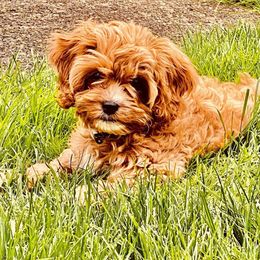 Cavapoo Puppies from Lebel Cavapoos