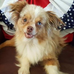 Miniature Australian Shepherds and Toy Australian Shepherds from Brigs Aussies