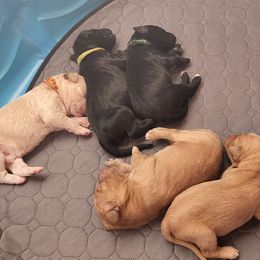 Goldendoodles from Jenson Pups