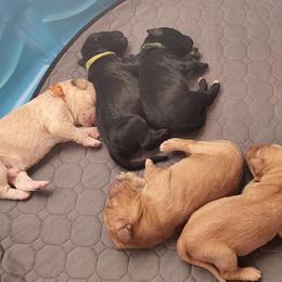 Goldendoodles from Jenson Pups
