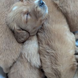 Dill (male 4) - Dark golden male Golden Retriever puppy in Wendell, Minnesota from Floden Farm Golden Retrievers