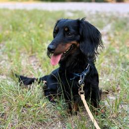 Link - Dachshund