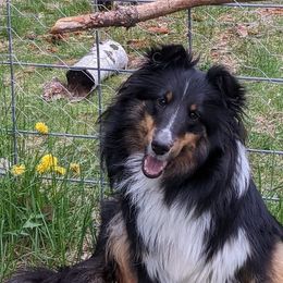 Shetland Sheepdogs from Arrowwood Acres