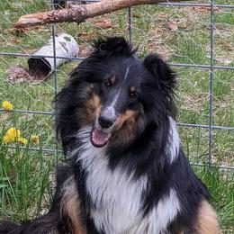 Shetland Sheepdogs from Arrowwood Acres