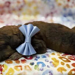 Blue - Sable male Poodle puppy in Houma, Louisiana from Smart Azz Poodles