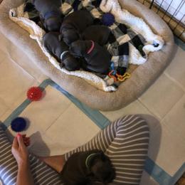 French Bulldog Puppies from Crooked C Ranch