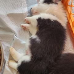 Everest - Black and tan male Pembroke Welsh Corgi puppy in Grand Blanc, Michigan from Dellinger's Corgi's