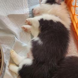 Everest - Black and tan male Pembroke Welsh Corgi puppy in Grand Blanc, Michigan from Dellinger's Corgi's