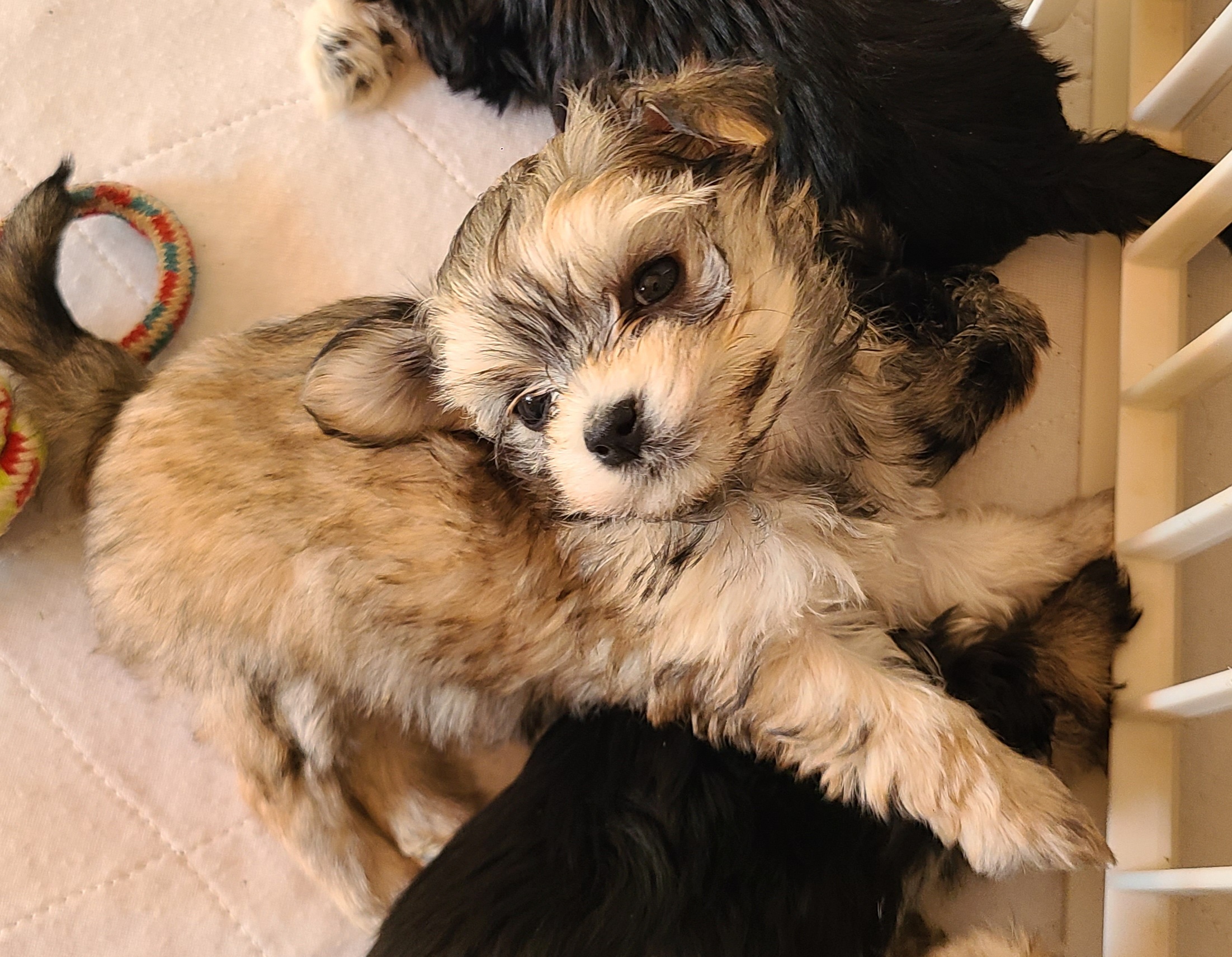 Havanese puppies from Brugger's Breeders, LLC