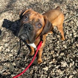 Polly - Boxer