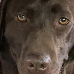 Golden Retrievers and Labrador Retrievers from North Coast Retrievers