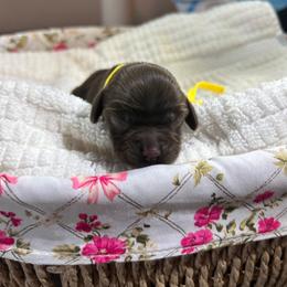Rosie - Brown female Cocker Spaniel puppy in Corcoran, California from Sweetheart Cockers
