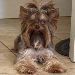Kash - Yorkshire Terrier