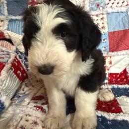 Yellow - Black and white female Sheepadoodle puppy in Eleva, Wisconsin from Molly’s Doodles