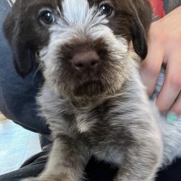 Wirehaired Pointing Griffons from Star Valley Griffs