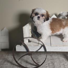 Sage - Red and white female Shih Tzu puppy in Kings Mountain, North Carolina from Britany's Shih Tzus