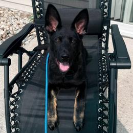 TRAINED OLDER PUP - Ambush - Bi-color male German Shepherd puppy in Augusta, West Virginia from Cricket Hollow Canines