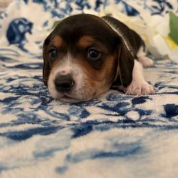 Oreo - Black and tan male Dachshund puppy in Saint Paul, Minnesota from Vibrant Eyes Doxies