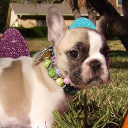 French Bulldogs from Hope Dynasty French Bulldog's
