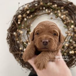 Goldendoodle Puppies from Carlie and Co. Goldendoodles
