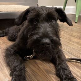 Giant Schnauzers from Pamela Wollet