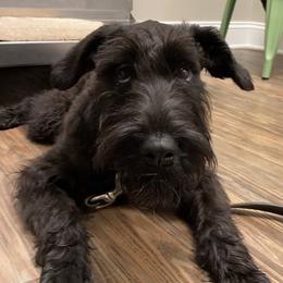 Giant Schnauzers from Pamela Wollet