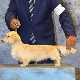 Caddy - Dachshund