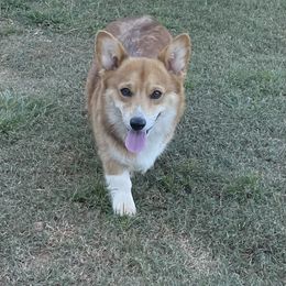 GIGI - Pembroke Welsh Corgi