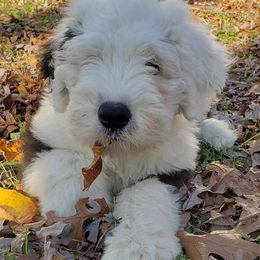Old English Sheepdog Puppies from Phoenix Old English Sheepdogs